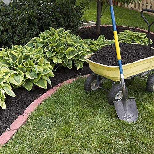 Amazing Deal 24 Hosta Bare Roots Plants w