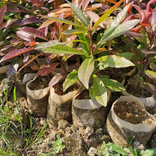 1 1 4 Gallon 100PCS 11×11.5 Inch Breathable Plant Grow Bags (100 Count)