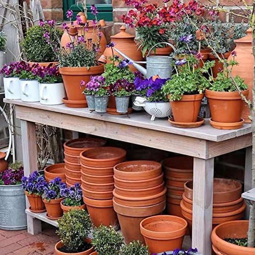 3.3 inch Small Terra Cotta Plant Saucers (3.3 inches)