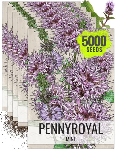 Pennyroyal Mint Seeds to Plant Heirloom Non (5 Packs)