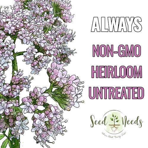 Valerian Seeds to Plant Heirloom Non (2 Packs)