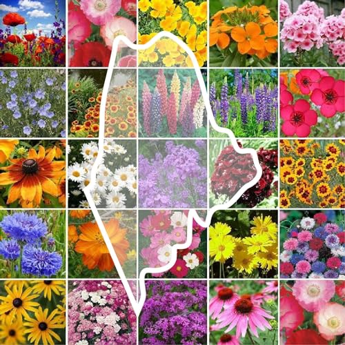 Maine Wildflower Mixed Seeds for Planting