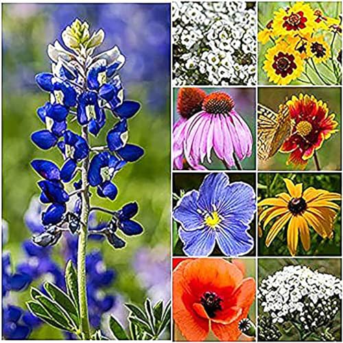 Texas & Oklahoma Wildflower Seeds Mix