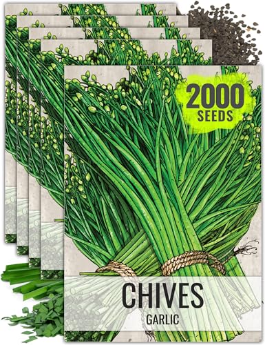Garlic Chives Seeds to Plant Heirloom Non (5 Packs)