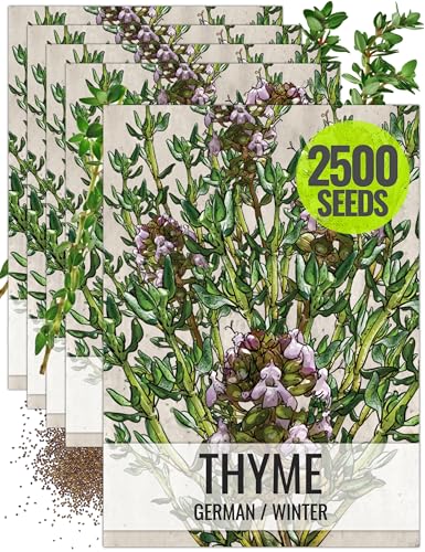 Thyme Seeds to Plant Heirloom Non (5 Packs)