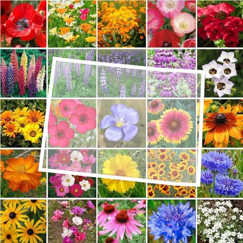 Colorado Wildflower Mixed Seeds for Planting