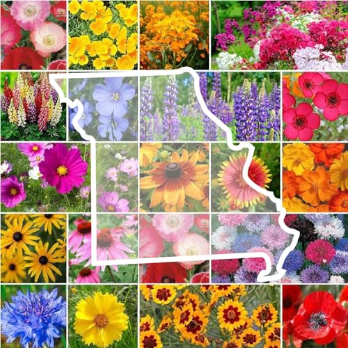 Missouri Wildflower Mixed Seeds for Planting (4 Ounce)