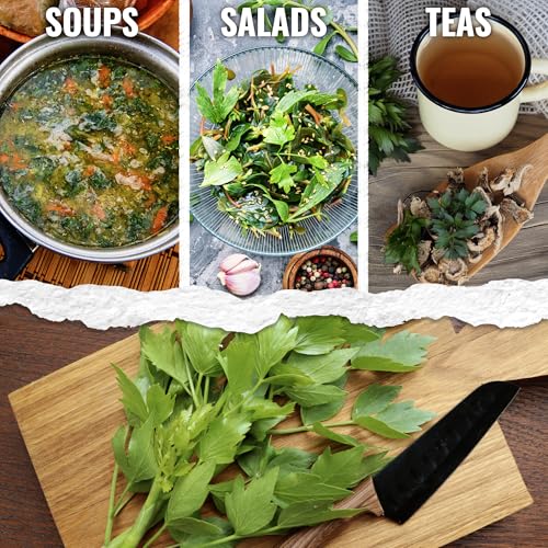Lovage Seeds to Plant Heirloom Non (5 Packs)