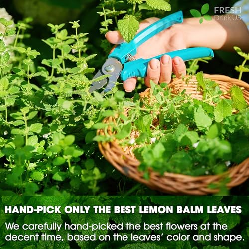 Lemon Balm Tea Bags (75 tea bags)