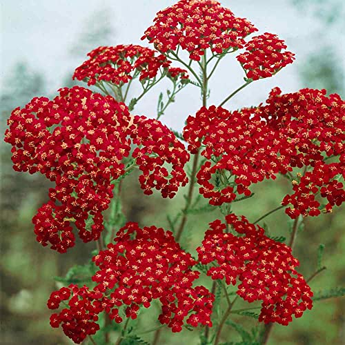 Cerise Queen Yarrow Seeds (10000 Count)