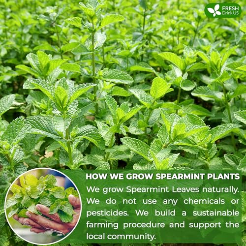 Spearmint Tea Bags (120 Tea Bags)