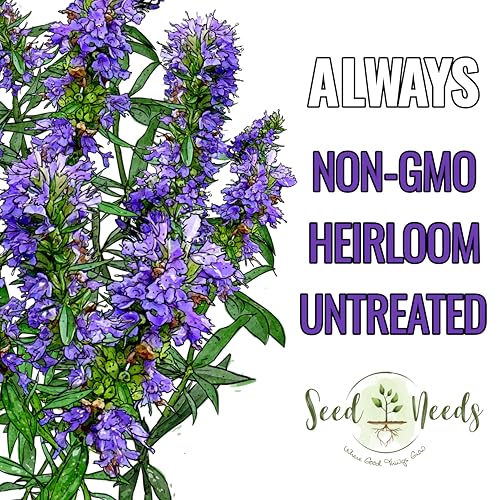 Blue Hyssop Seeds to Plant Heirloom Non (5 Packs)