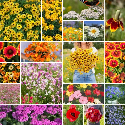 Dry Area Wildflower Mixed Seeds for Planting
