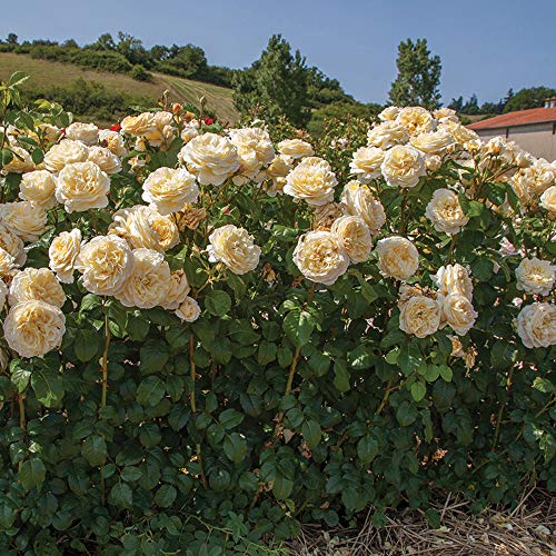 Heirloom Hybrid Tea Roses (Moonlight Romantica)