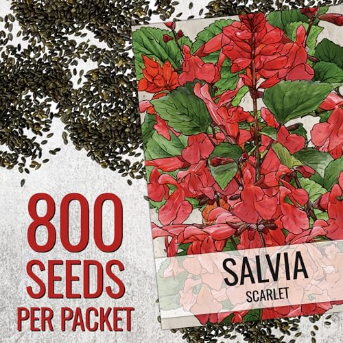 Scarlet Sage Seeds to Plant Perennial Red Salvia 2 Packs (2 Packs / Scarlet Salvia)