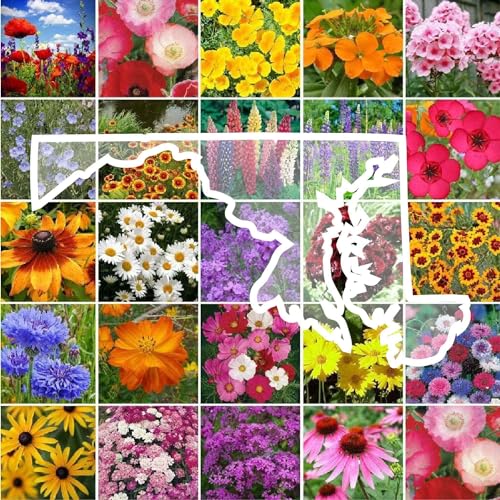Maryland Wildflower Mixed Seeds for Planting
