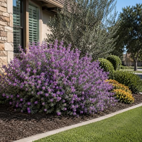 Texas Sage 50 Live Plants (2 Inch / 50 Plants)