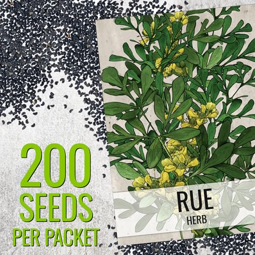 Rue Seeds to Plant Heirloom Non (2 Packs)