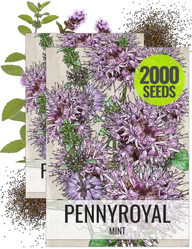 Pennyroyal Mint Seeds to Plant Heirloom Non (2 Packs)