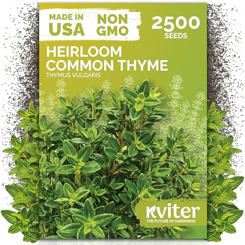2500 Common Thyme Heirloom Herb Seeds for Planting