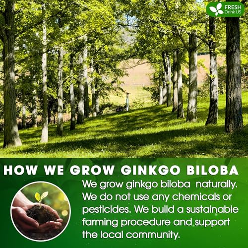 Premium 135 Ginkgo Biloba Leaf Tea Bags (135 TeaBags)