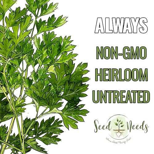 Chervil Seeds to Plant Heirloom Non (5 Packs)