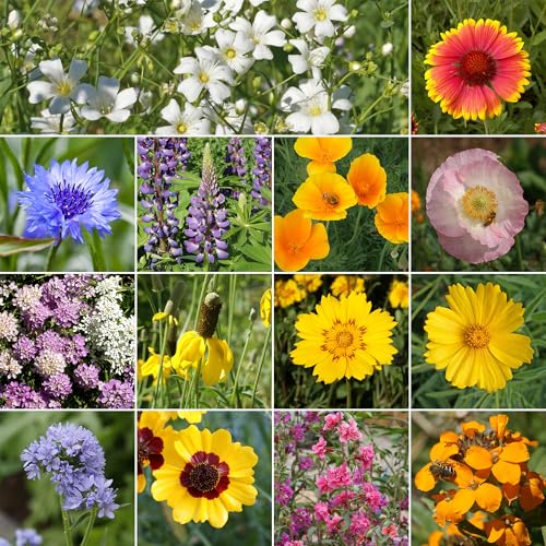 Colorado Western Bulk Wildflower Seeds (16 Ounce)