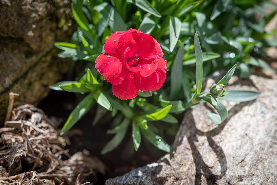 Live Perennial Plants (1 Pot)