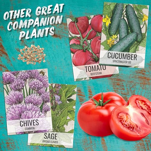 Lovage Seeds to Plant Heirloom Non (2 Packs)