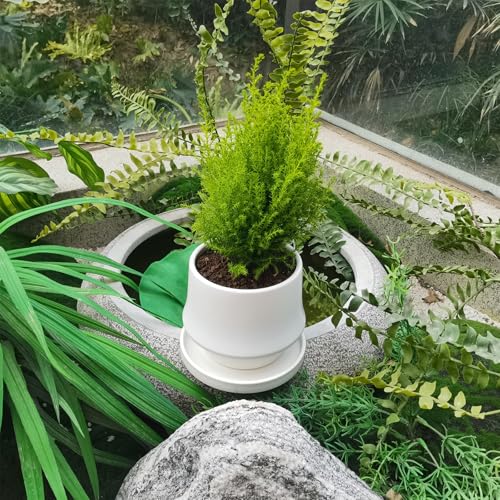 Ceramic Plant Saucer 5 Inch (5in(2 Pack) / Frosted White)