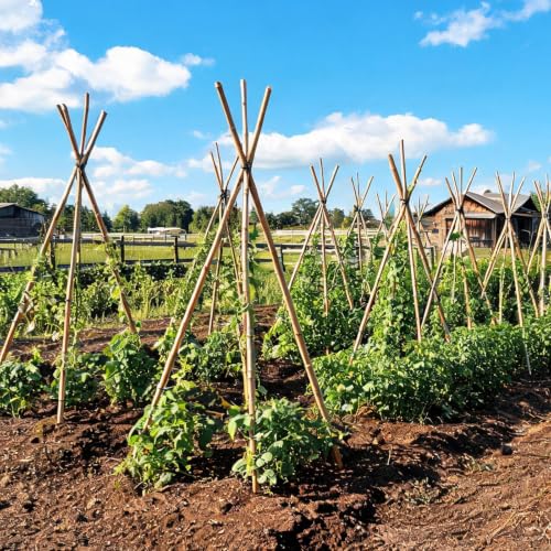 Natural Bamboo Plant Stake (93in-10PCS)