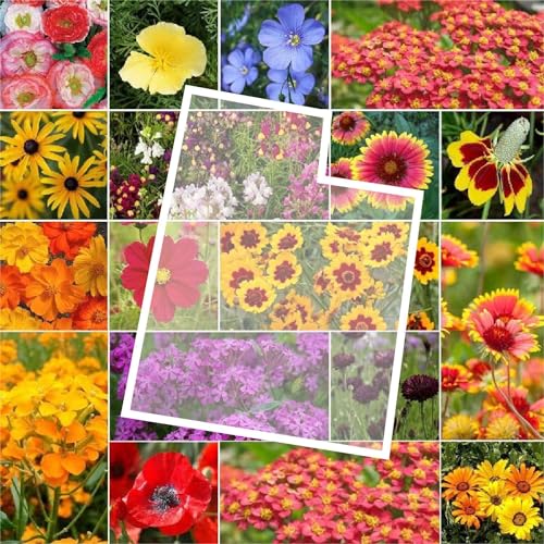 Utah Wildflower Mixed Seeds for Planting