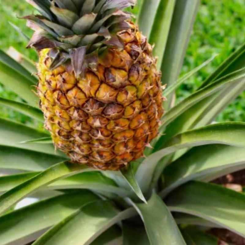 Pineapple Plant Live (Gold Pineapple)