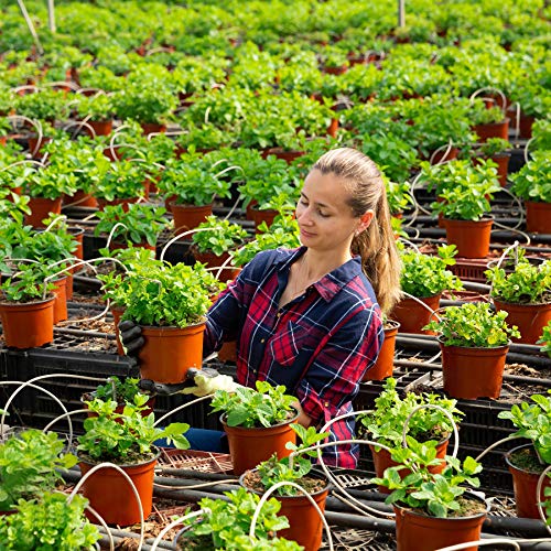 75 Pcs 6 Inches Plastic Plants Nursery Pot (75 Count)