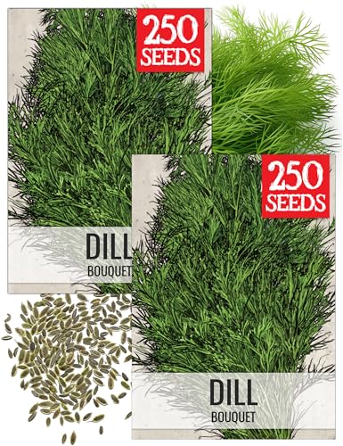 Bouquet Dill Seeds to Plant Heirloom Non (2 Packs)