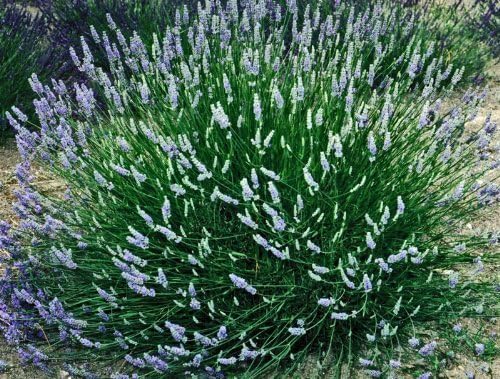 L+ French Provence Lavender 4-Pack – 6–12" Tall Live Plants with Fragrant Blue-Purple Blooms in 4" Pots – Hardy, Aromatic & Perfect for Outdoor Décor & Pollinator Gardens