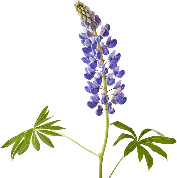 Texas & Oklahoma Wildflower Seeds Mix - Native Annuals, Perennials and Texas Bluebonnets. Non GMO Seeds.
