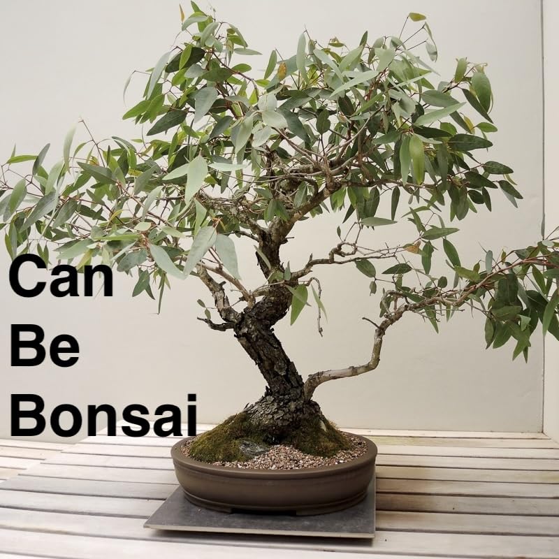 Lemon Eucalyptus (2 Count (Sac) / eucal-lemon)