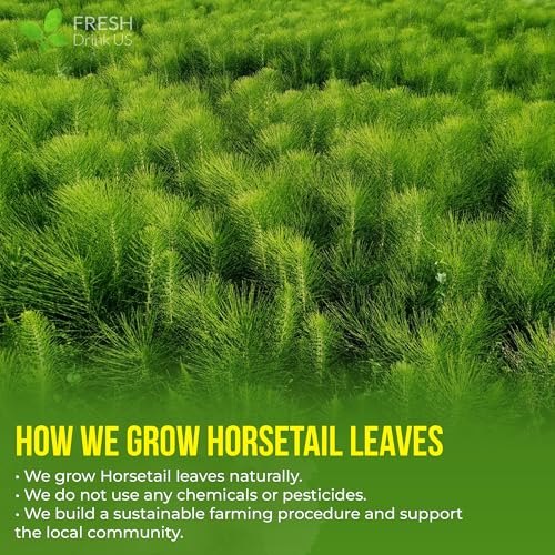 Premium 75 Horsetail Leaf Tea Bags (75 Tea Bags)