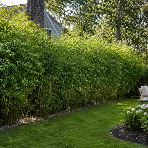 Bamboo Fernleaf (5 Count)