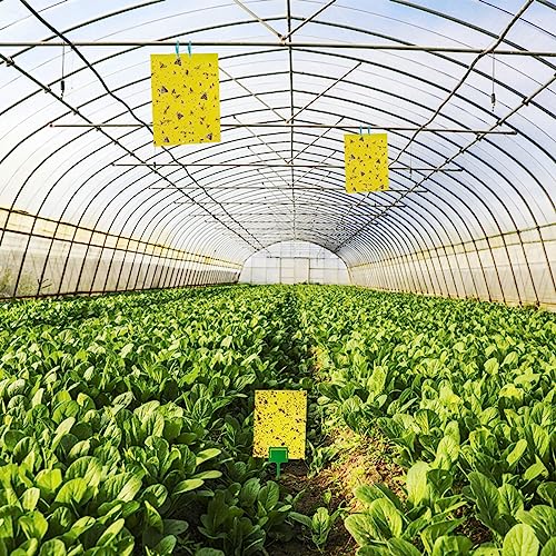 60 Pack Yellow Sticky Traps for Gnats (60Packs)