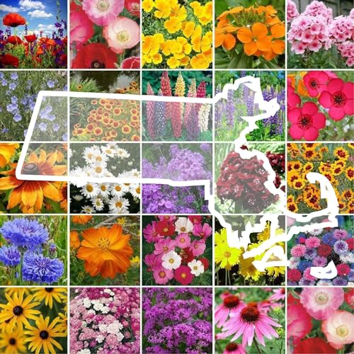 Massachusetts Wildflower Mixed Seeds for Planting