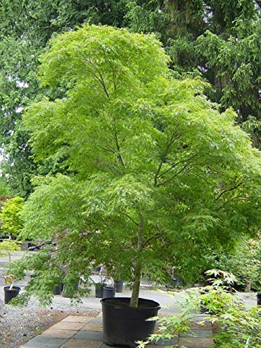 Seiryu Upright Laceleaf Japanese Maple (Trade Gallon Pot / Seiryu)