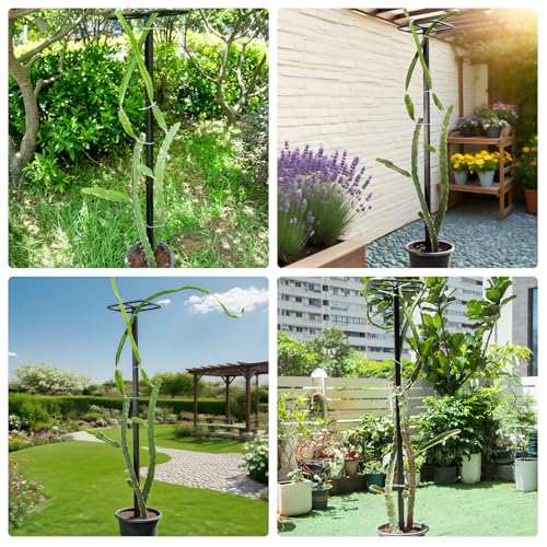 2Pack 63" Dragon Fruit Trellis (12"W x 63"H / 2 Pcs)