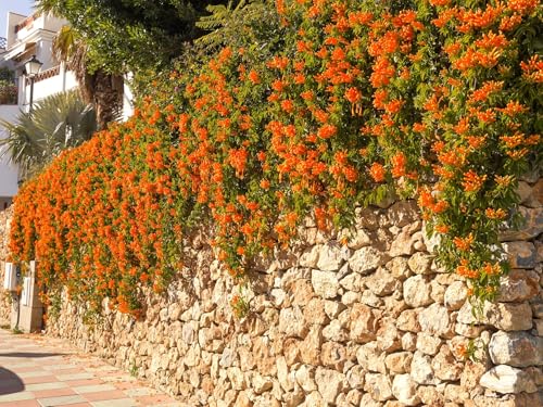 Live Perennial Plants (1 Pot)