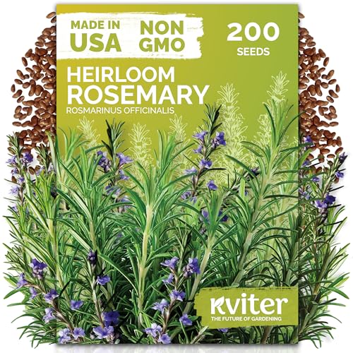 200 Rosemary Heirloom Herb Seeds for Planting