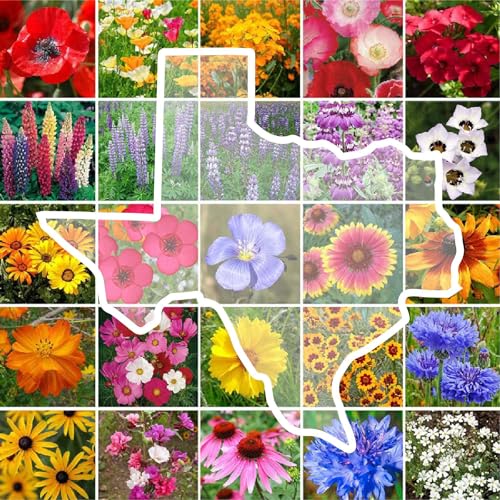 Texas Wildflower Mixed Seeds for Planting (1 Pound / Texas Wildflower)