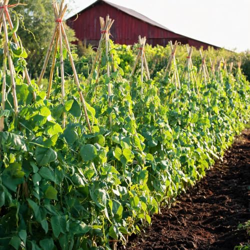 Natural Bamboo Plant Stake（Approx 5FT 50Pcs） Sturdy Bamboo Poles (4.8ft-50pcs)