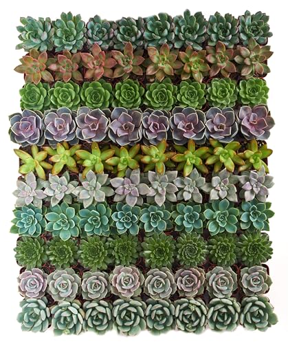 Rosette Succulent Plant Pack Collection (100 Count)
