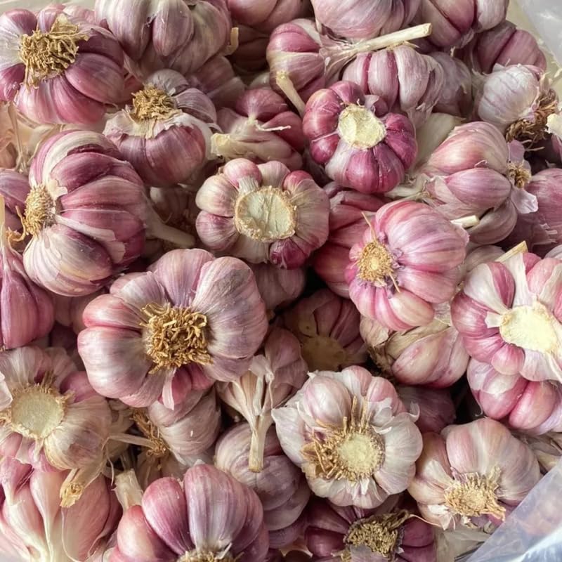 1 Pound Large Purple Hardneck Garlic Bulbs for Planting (16 Ounce)
